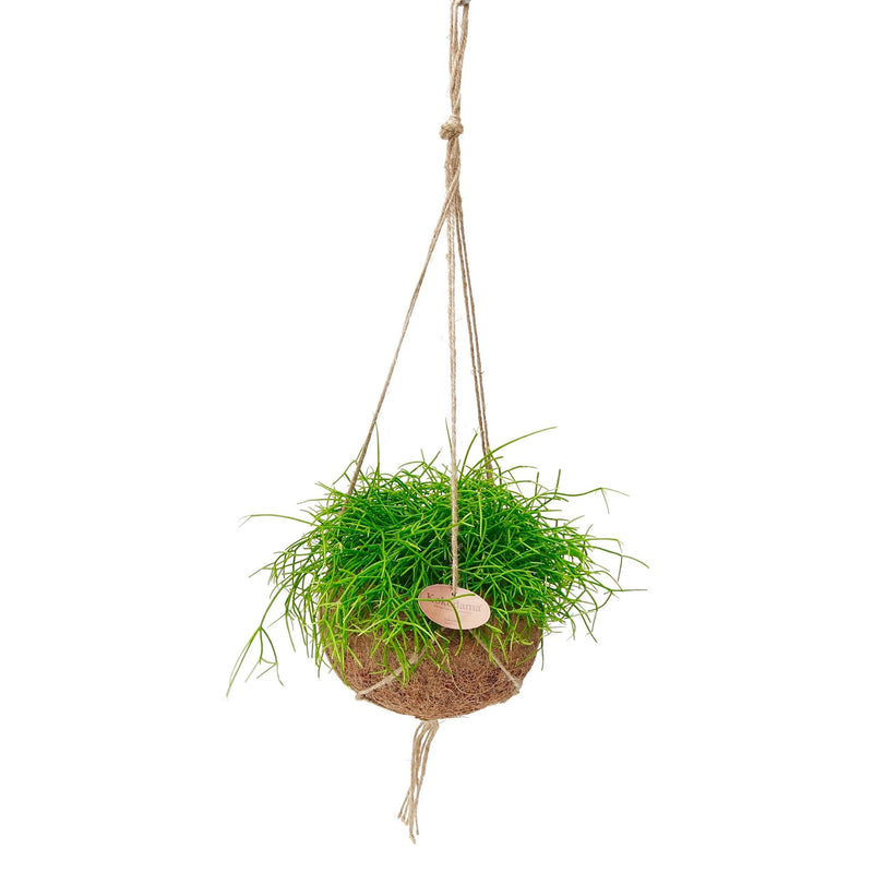 Kokodama Rhipsalis oasis hängend - Ø15 cm