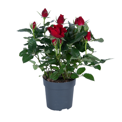 Topfrose Rosa 'Rood' - Ø17cm, ↕45cm