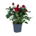 Topfrose Rosa 'Rood' - Ø17cm, ↕45cm Bild 1