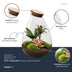Bottle Garden Drop XL Red: Self-sufficient Mini Ecosystem (37 cm) Bild 2