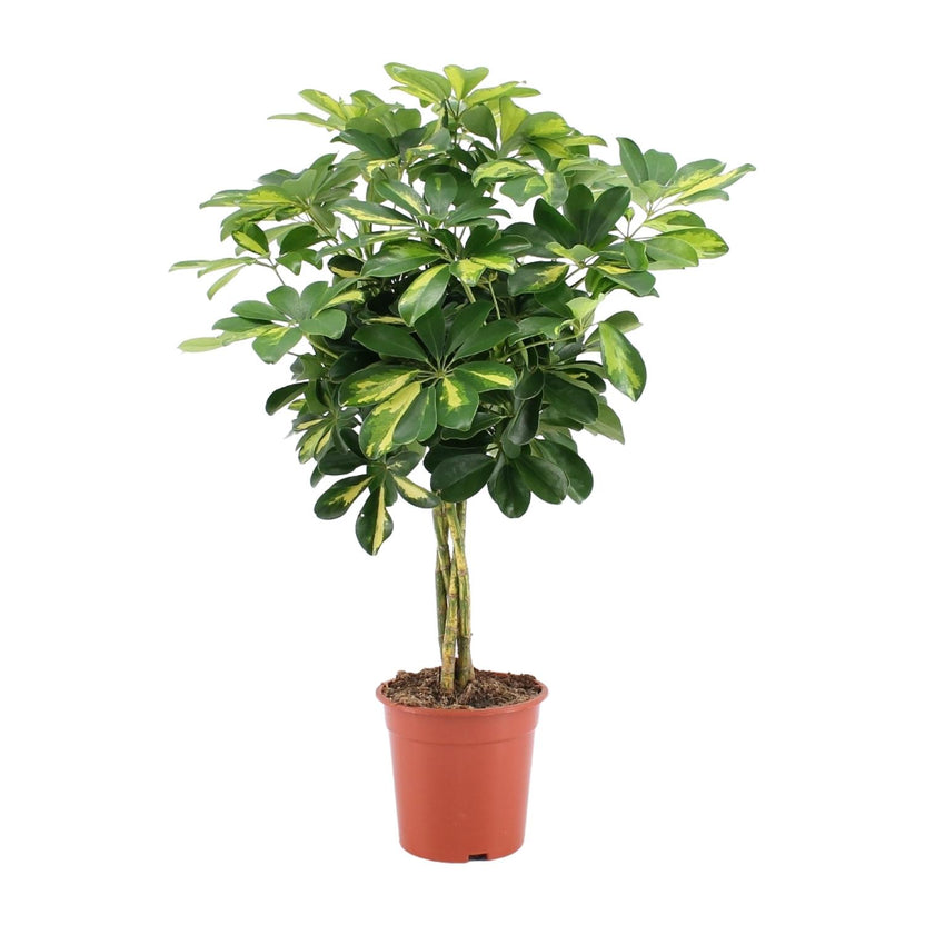 Dracaena surculosa