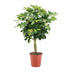 Schefflera Arboricola Gold Capella - Ø19cm - ↕75cm Bild 1