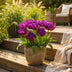 GreenboutiQ - Flower Bulbs - Tulip Double Lilac - Bulbs Hardy Perennial - Color Lilac - 50 Pieces - Bulb Size 11/12 - XXL Pack Bild 4
