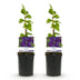 GreenboutiQ Clematis 'Star of India' - 2 plants, pink flowers Bild 2