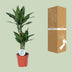 Dracaena Janet Lind - Dragon Tree, 70cm, Pot Ø17cm Bild 4