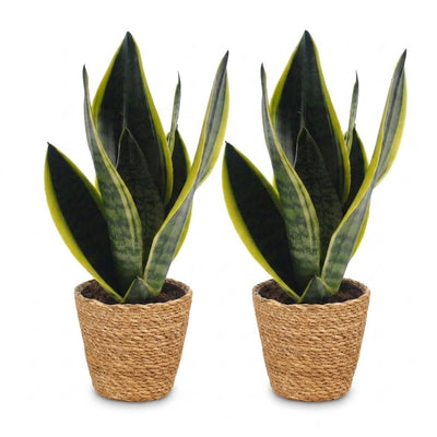 Green boutiQ - Sansevieria Future Superb - Bogenhanf - 2 Pflanzen - mit Korb - Topf 12cm - Höhe 35cm