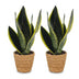 Green boutiQ - Sansevieria Future Superb - Bogenhanf - 2 Pflanzen - mit Korb - Topf 12cm - Höhe 35cm Bild 2