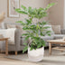 Schefflera Actinophylla 'Amate' – Schirmbaum Ø24cm H100cm Bild 3