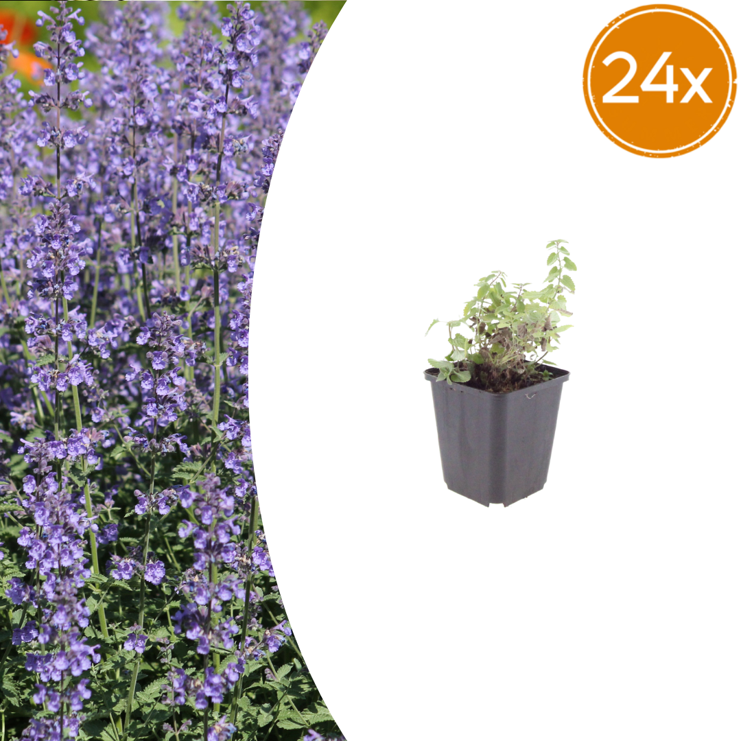 24x Nepeta 'Grol' - ↕10-25cm - Ø9cm