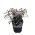 Green boutiQ - Garden Plant - Buddleja davidii Black Night - Butterfly Bush - Winter-hardy - Purple - 1 Plant - 17cm Pot - 45cm Height Bild 2