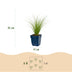 Green boutiQ - Grasses - Stipa tenuissima Ponytails - Feather Grass - Evergreen - Green - 24 Plants - 11cm Pot - Height 15-25cm Bild 3