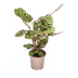 Calathea Makoyana Pfauenpflanze Ø17cm, 40-50cm hoch Bild 1