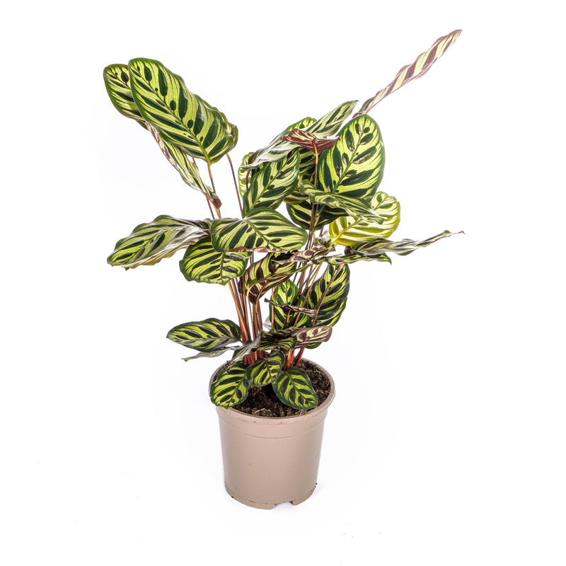 Calathea Makoyana Pfauenpflanze Ø17cm, 40-50cm hoch