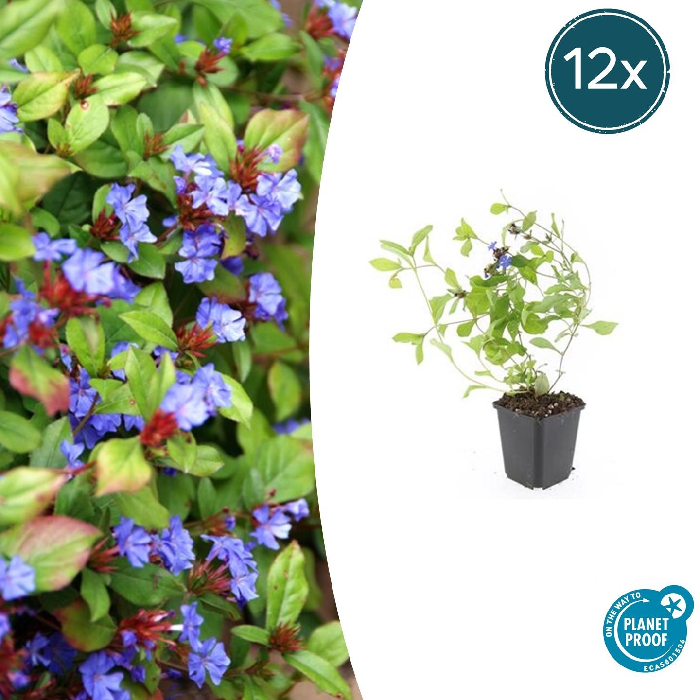 12x Blaue Kriechmoderkampagne (Ceratostigma plumbaginoides) 10-25cm