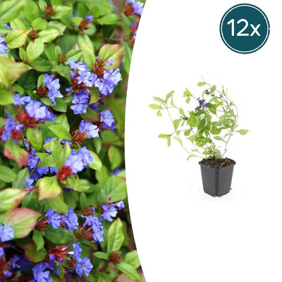 12x Blaue Kriechmoderkampagne (Ceratostigma plumbaginoides) 10-25cm
