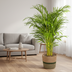 Areca Palm (Dypsis Areca Lutescens) with basket Ø24cm, 120-140cm Bild 6