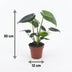 Green boutiQ - Monstera Deliciosa - Fensterblatt - 4 Pflanzen - mit Weißem Topf - Topf 12cm - Höhe - 30cm Bild 5
