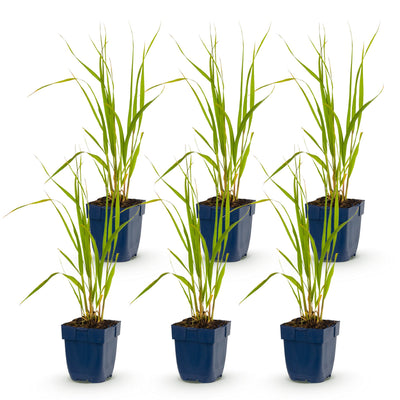 Green boutiQ - Gräser - Molinia caer. Heidebraut - Rohrbinse - Mit Blüte - Grün - 6 Pflanzen - Topf 11cm - Höhe 15-25cm