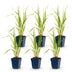 Green boutiQ - Gräser - Molinia caer. Heidebraut - Rohrbinse - Mit Blüte - Grün - 6 Pflanzen - Topf 11cm - Höhe 15-25cm Bild 2