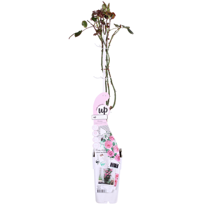 3x Climbing Rose 'Crazy in Love' Pink, ↨65cm, Ø15cm