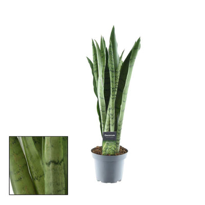 Sansevieria Spearmint, Grünpflanze im 14cm Topf, 55cm hoch