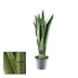 Sansevieria Spearmint, Grünpflanze im 14cm Topf, 55cm hoch Bild 2