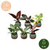 6x Baby Philodendron Mix: Weiß, Rosa, Gelb, Grün, Rot - Ø6cm Bild 5
