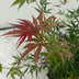 Japanischer Ahorn 'Jerre Swarts' - 2x dunkelrot, Laub abwerfend, 70cm Bild 3