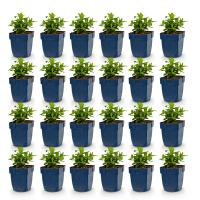 Green boutiQ - Perennials - Hypericum calycinum - St. John's Wort - Attracts bees and butterflies - Yellow - 24 plants - Pot 11cm - Height 15-25cm