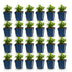 Green boutiQ - Johanniskraut 'Caley' - 24 Pflanzen (Topf 11cm) Bild 2
