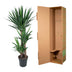 Yucca Elephantipe - Elefantenpalme - 140 cm, Ø 24 cm Bild 4