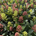 GreenboutiQ - Terrassenpflanze - Skimmia japonica Duo - Blüte Weiß & Rot - 10+ Blüten - 2 Pflanzen - Winterhart - Topf 10,5cm Höhe 25cm Bild 5
