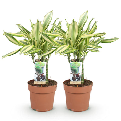 Dracaena fragrans Diamond Dream: 2 pflegeleichte Drachenbäume
