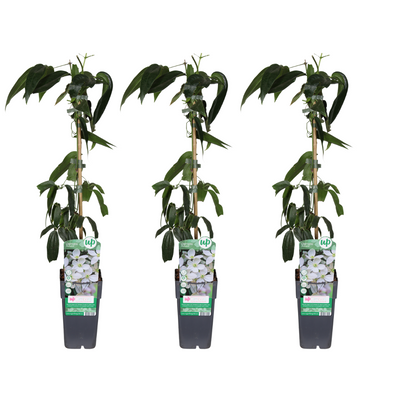 Clematis armandii - 3 Pflanzen - Ø15cm - ↕65cm
