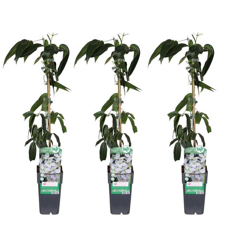 Clematis armandii - 3 Pflanzen - Ø15cm - ↕65cm