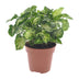 Syngonium Pixie - Pfeilblatt Pflanze, Ø12cm Topf, ca. 20cm hoch Bild 1
