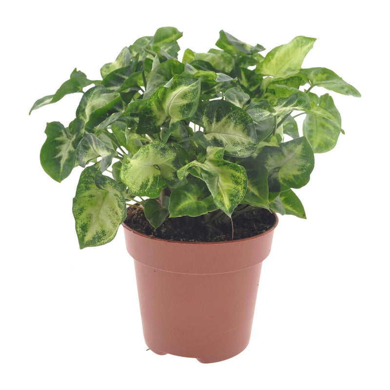 Syngonium Pixie - Pfeilblatt Pflanze, Ø12cm Topf, ca. 20cm hoch