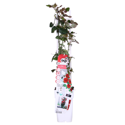 Rote Rose 'Crazy in Love' - Ø15cm Topf, 65cm hoch