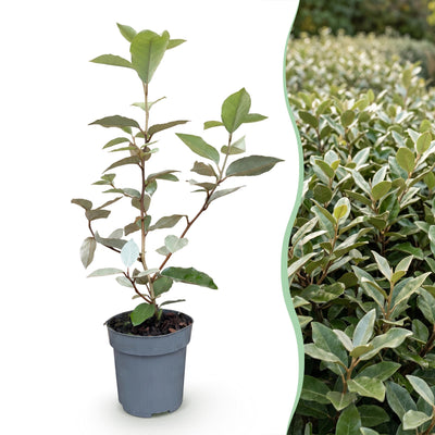 Green boutiQ - 40x Eleagnus ebbingei Compacta - Ölweide - Heckenpflanzen - Immergrün - Grau - Topf 9cm - Höhe 25-35cm