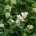 GreenboutiQ Ligustrum ovalifolium Heckenpflanzen - 8er Set, 1m, immergrün Bild 7