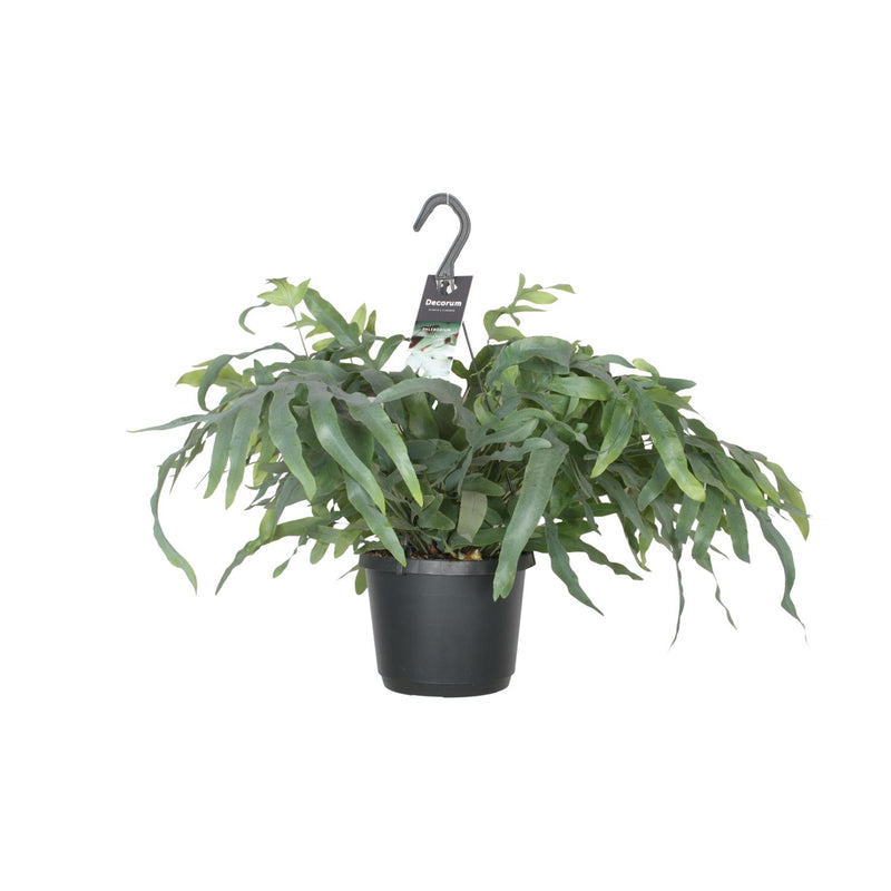 Phlebodium Aureum Blue Star - Blaugrüner Farn, Ø17cm, ↕50cm