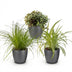 Green boutiQ Zimmerpflanzen-Mix: 3 haustierfreundliche Pflanzen im Topf Bild 2