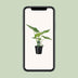 Alocasia Macrorrhiza Riesenpfeilblatt Zimmerpflanze 70cm Bild 5