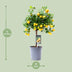 Zitrus Calamondin Pflanze Ø15cm - ↕45cm: Duftende Blüten & Mini-Orangen Bild 2