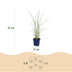Green boutiQ - Gräser - Miscanthus sin. Morning Light - Pampasgras - Mit Feder - Silber - 6 Pflanzen - Topf 11cm - Höhe 15-25cm Bild 3