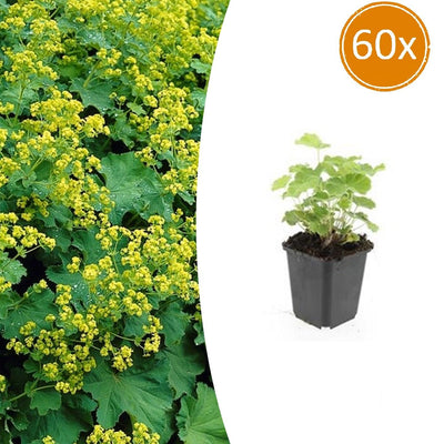 60x Frauenmantel (Alchemilla mollis) – 10-25cm – 9cm Topf