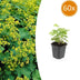 60x Frauenmantel (Alchemilla mollis) – 10-25cm – 9cm Topf Bild 1