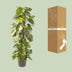 Epipremnum Pinnatum: Large Houseplant Ø24cm, 120cm tall Bild 4