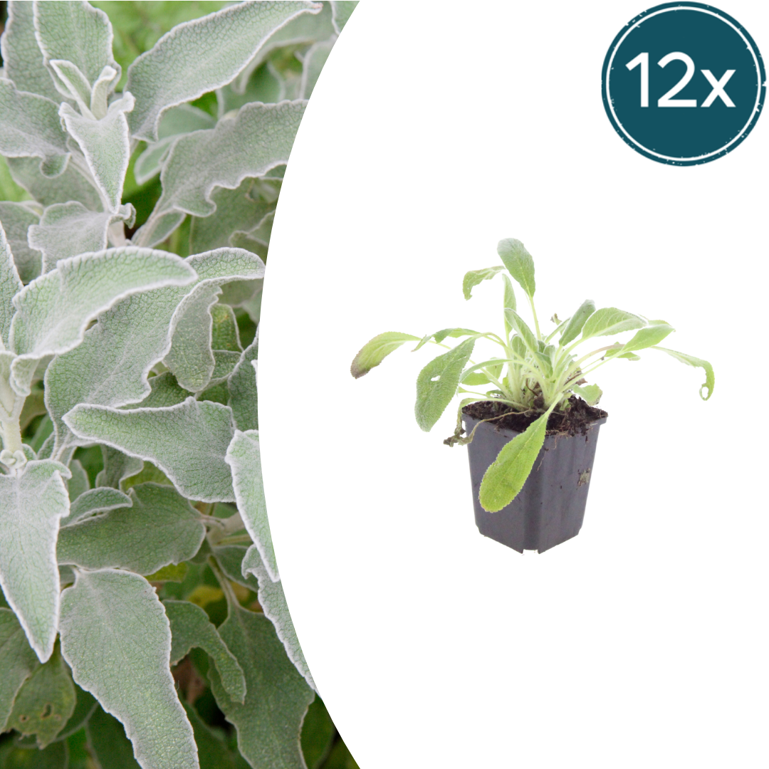 12x Stachys byzantina - ↕10-25cm - Ø9cm