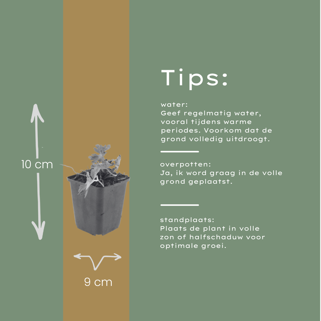 12x Geranium 'Azure Rush' - Helle Blüte, pflegeleicht, Staude